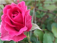 72d9e128-Picture 010.jpg